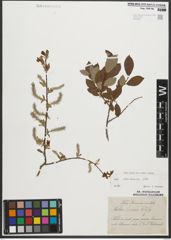 Foto von Salix starkeana Willd.